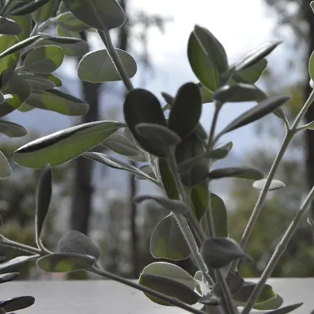 Holiday home Casa Annibale Addaura